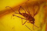 Fossil Gall Midge, Fly and a Mite in Baltic Amber #170031-2
